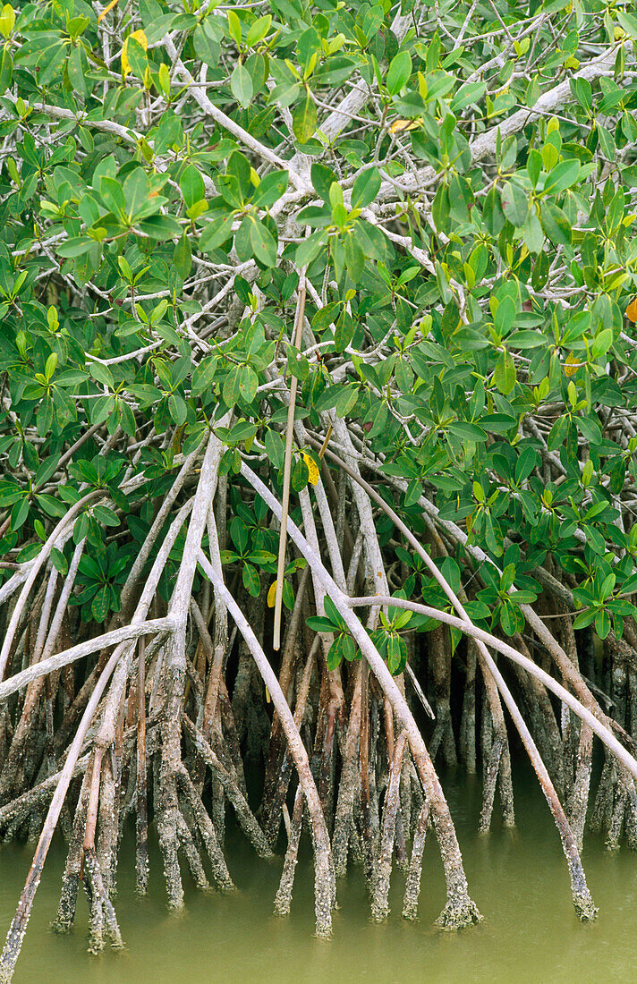 Red mangrove (Rhizophora mangle) growing on the water. Everglades. Florida. USA