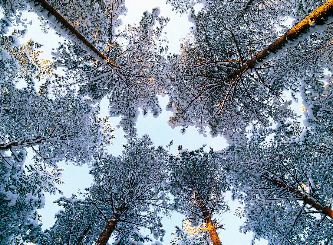 Snowcovered trees (Pinus sylvestris) against the sky. Vebomark. Vasterbotten. Sweden