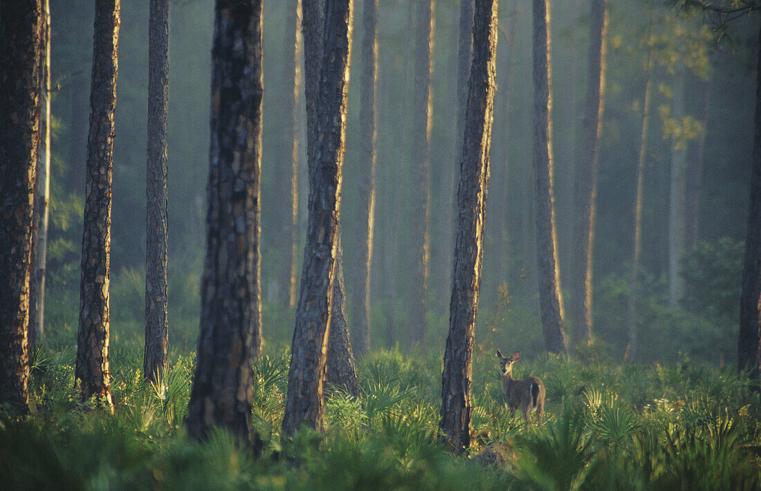 White-tailed deer (Odocoileus virginianus) in slash pine forest. Highlands Hammock. Florida. USA