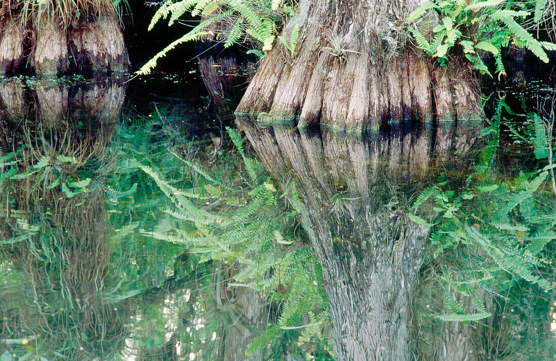 The bald cypress (Taxodium distichum) forest with airplants. Big Cypress National Preserve. Florida. USA