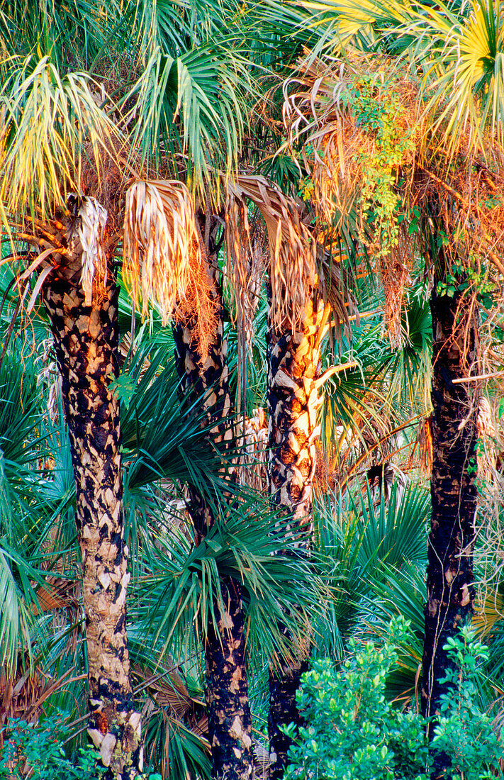 Cabbage palmetto (Sabat palmetto) in evening litght. Fakahatchee. Florida. USA