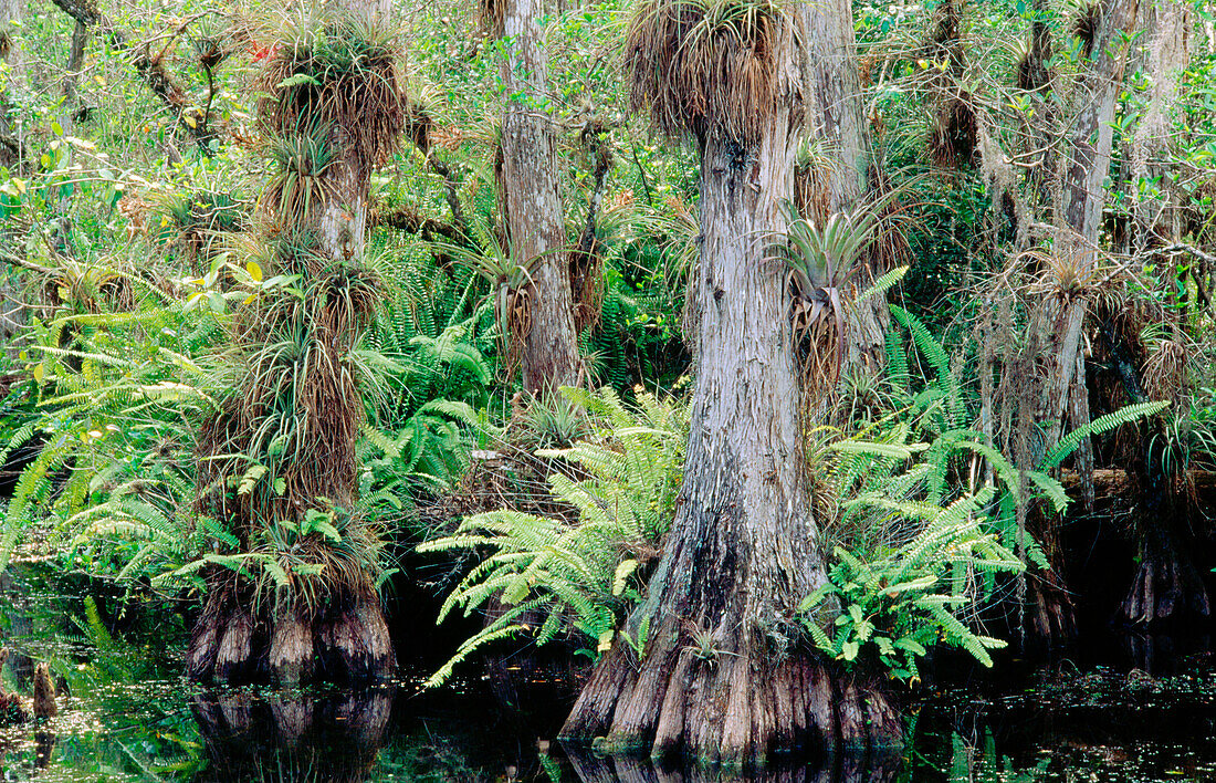 The bald cypress (Taxodium distichum) forest with airplants. Big Cypress National Preserve. Florida. USA