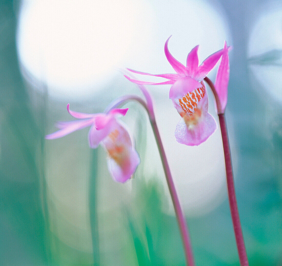 Venus Slipper (Calypso bulbosa)