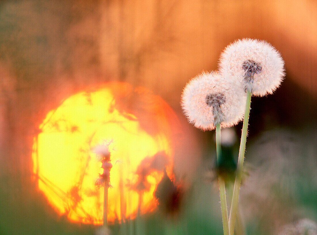 The pappus form of dandelions (Taxacum Vulgaria) and sunset. Skelleftea. Vasterbotten. Sweden