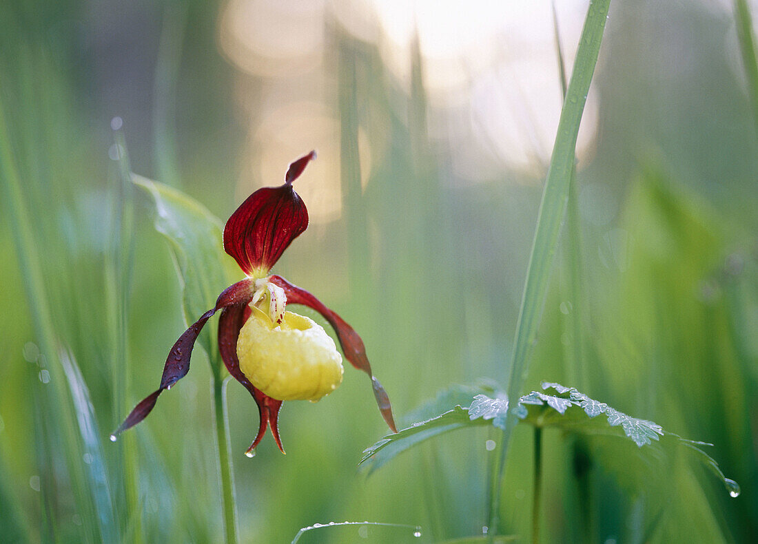 Yellow Lady s Slipper (Cypripedium calceolus)