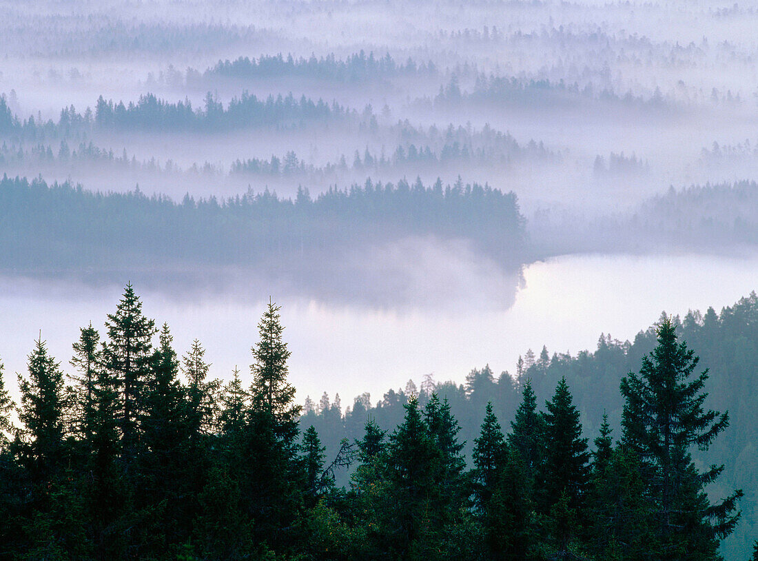Misty morning in a forest. Vasterbotten. Sweden