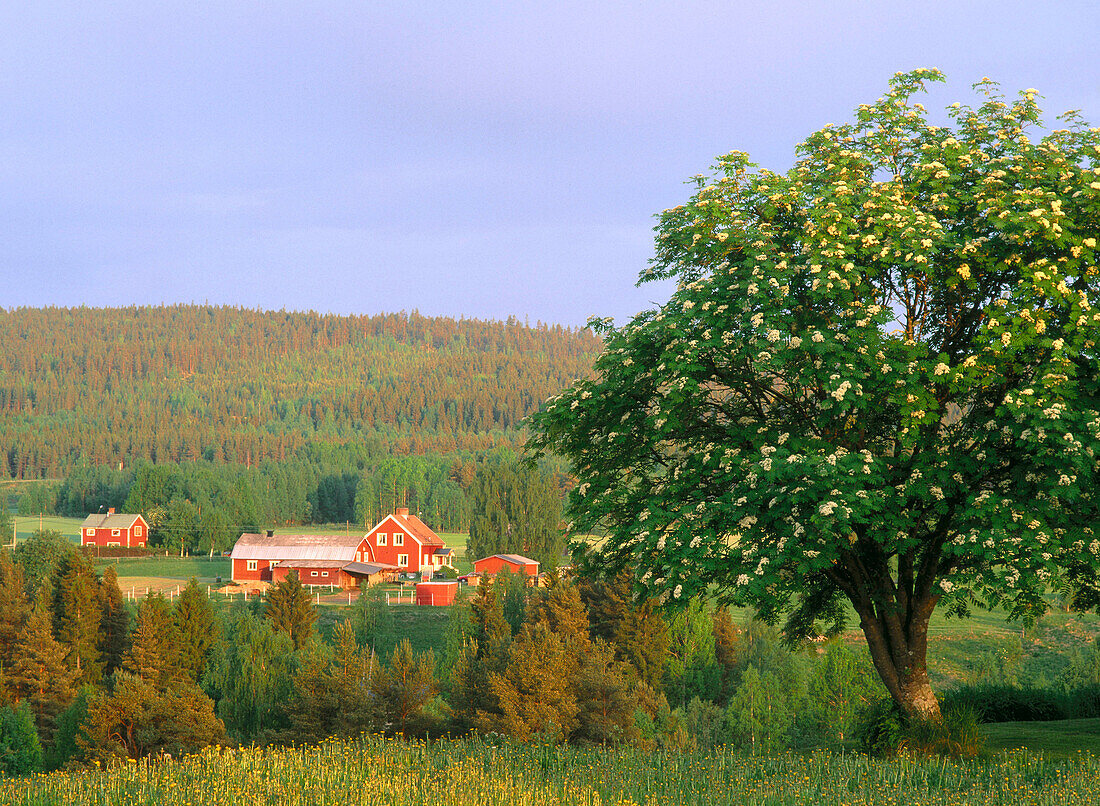 Red houses and a flowering mountain ash (Sorbus Aucuparia). Myckle. Vasterbotten. Sweden