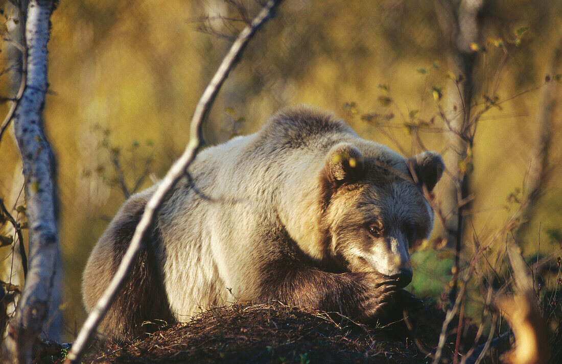 Brown bear (Ursus Arctos)