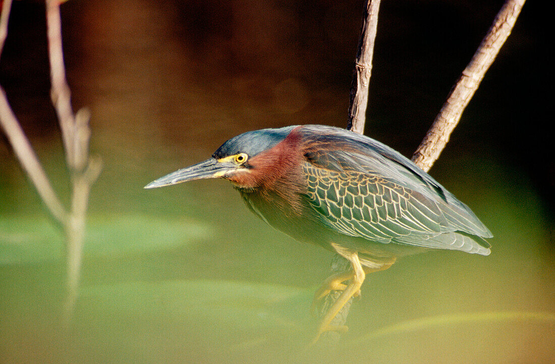 A green heron (Butorides Virescens). Everglades. Florida. USA