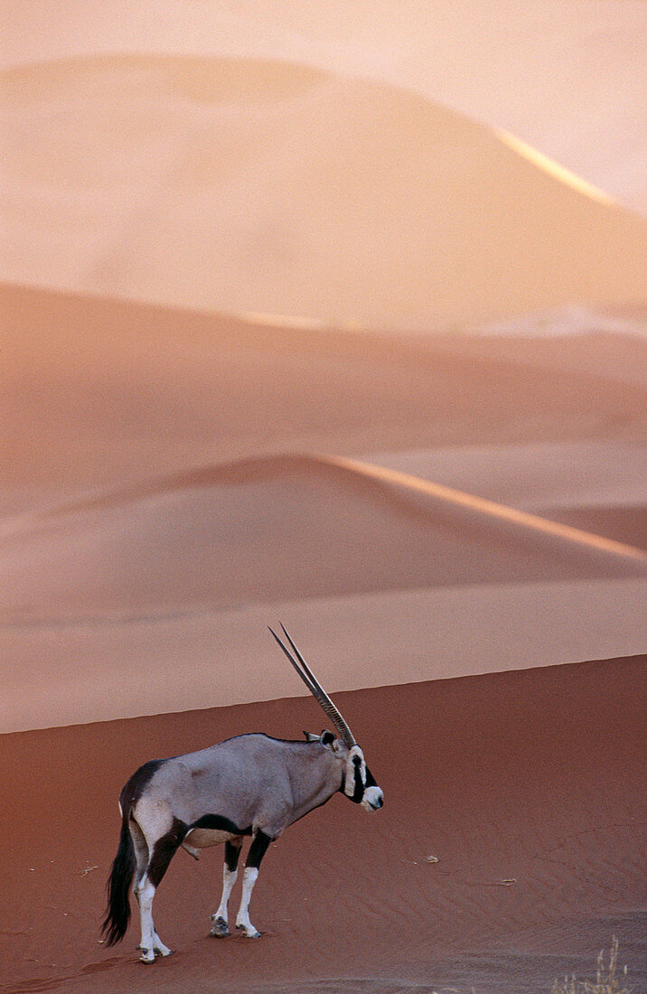 Oryx (Oryx gazella) on the dunes of Namib-Naukluft National Park. Namibia