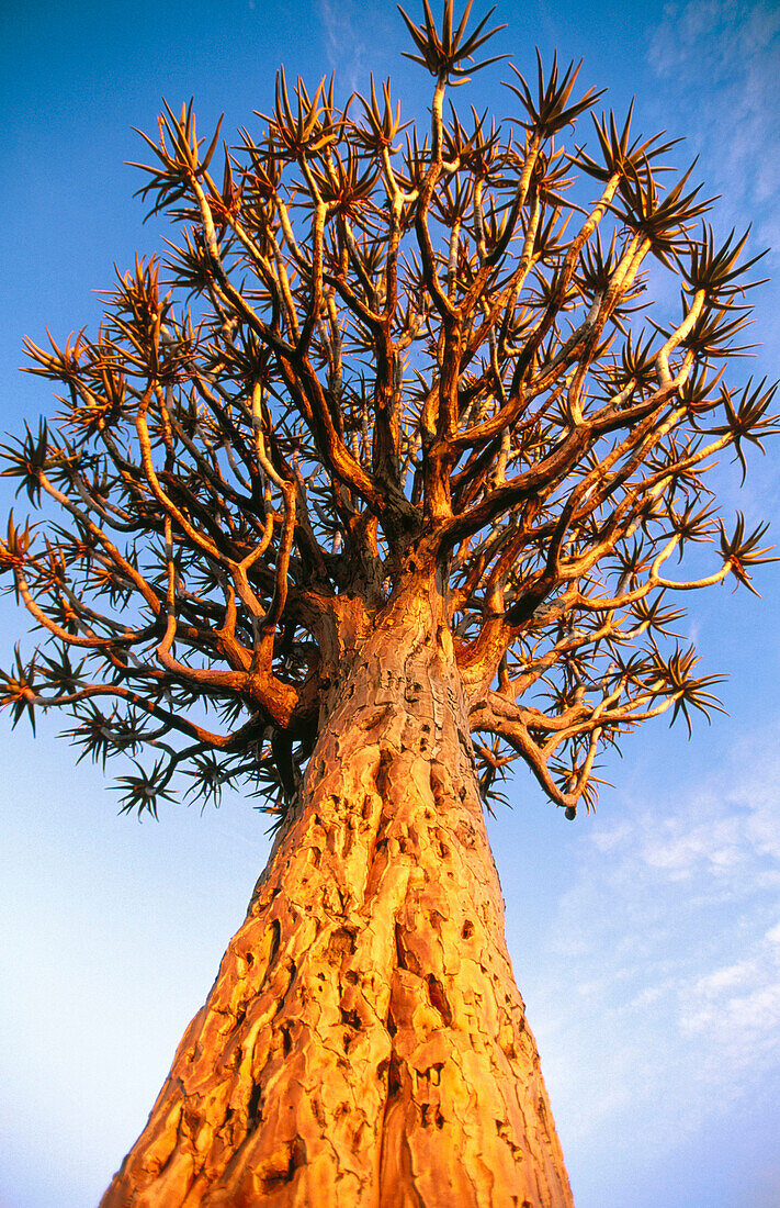 Crown of a quiver tree (Aloe dichotoma). Namibia