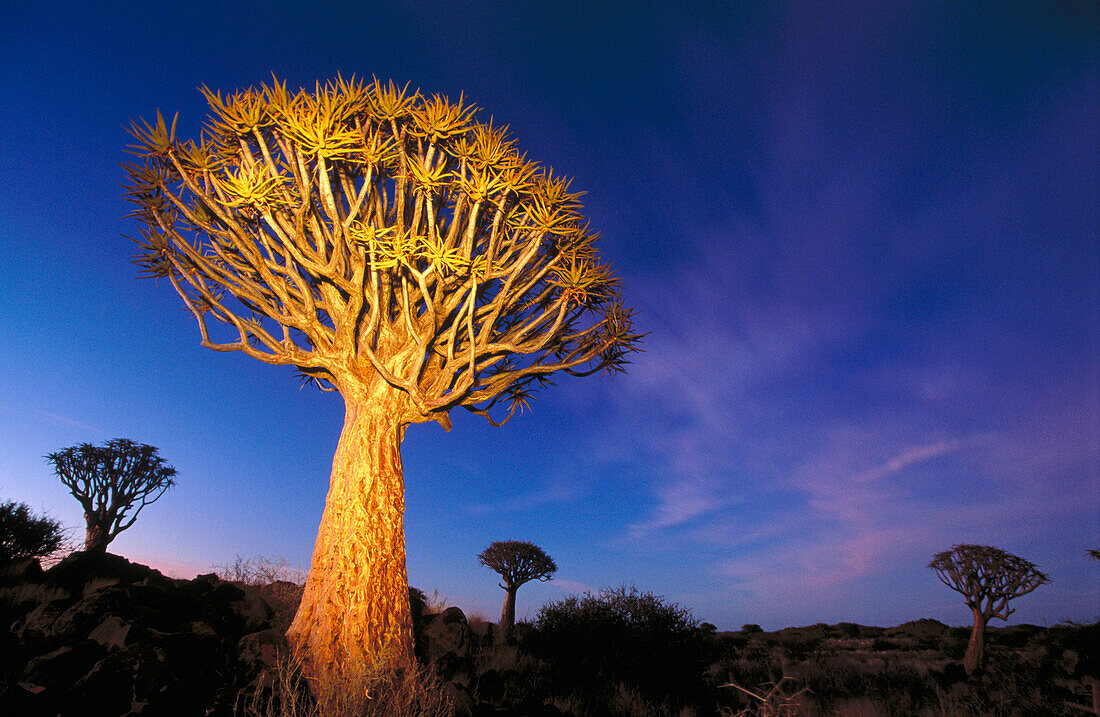 Quiver trees (Aloe dichotoma) at dusk. Keetmanshoop. Namibia