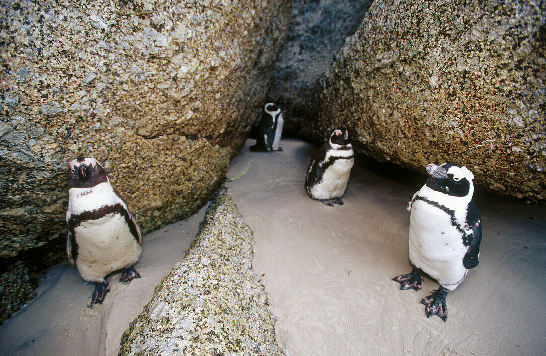  Africa, Animal, Animals, Aquatic bird, Aquatic birds, Beach, Beaches, Color, Colour, Daytime, Exterior, Four, Four animals, Horizontal, Jackass Penguin, Marine bird, Marine birds, Nature, Outdoor, Outdoors, Outside, Penguin, Penguins, Rock, Rocks, Sea, S