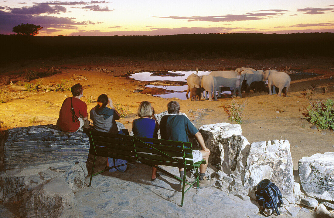 Elephants (Loxodonta africana) and spectators at dusk. Etosha National Park. Namibia