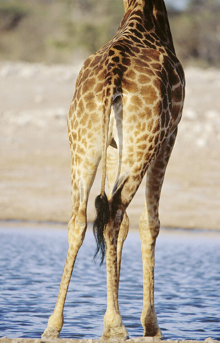 Giraffe (Giraffa camelopardalis) drinking from a water hole. Etosha National Park. Namibia