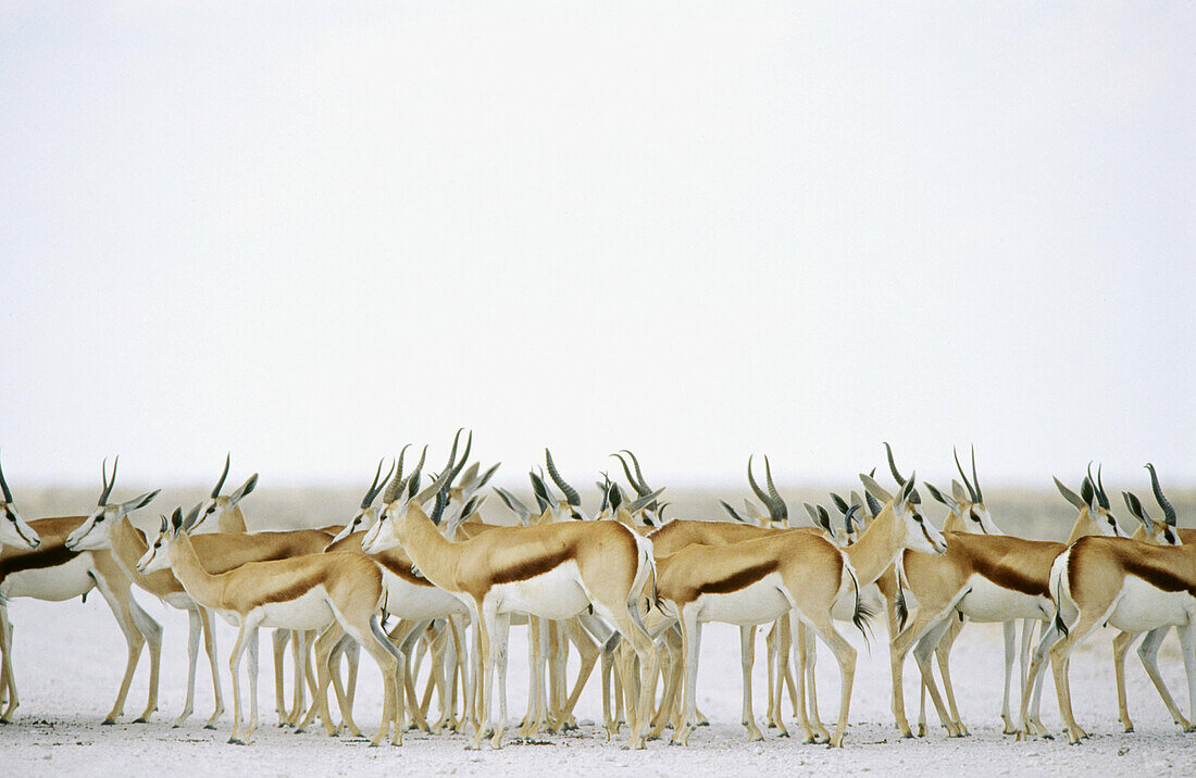 Herd of springbucks (Gazella thomsoni). Etosha National Park. Namibia