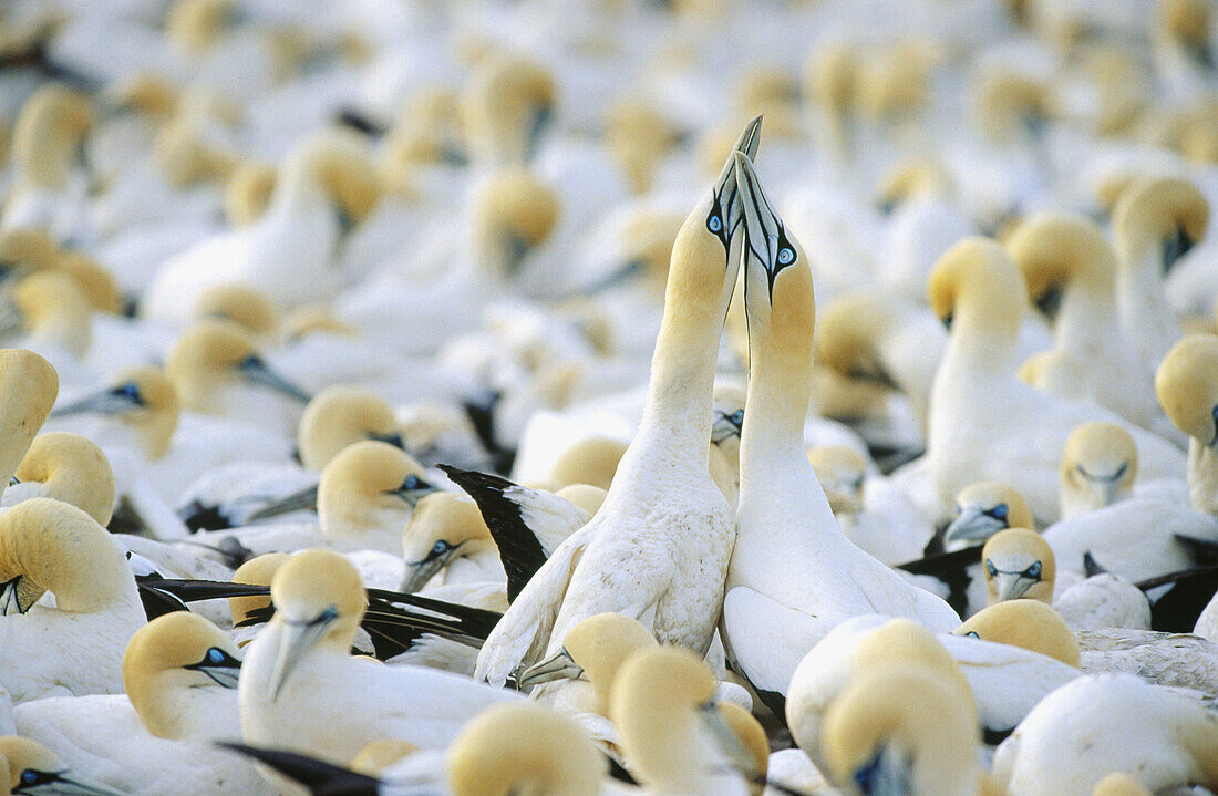 Two cape gannets (Morus capensis) displaying at a colony. Lambert s Bay. South Africa