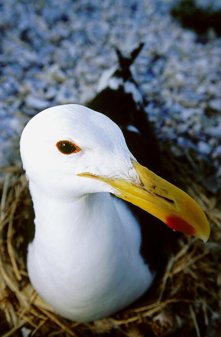 Nesting kelp gull (Larus dominicanus). Lambert s Bay. South Africa