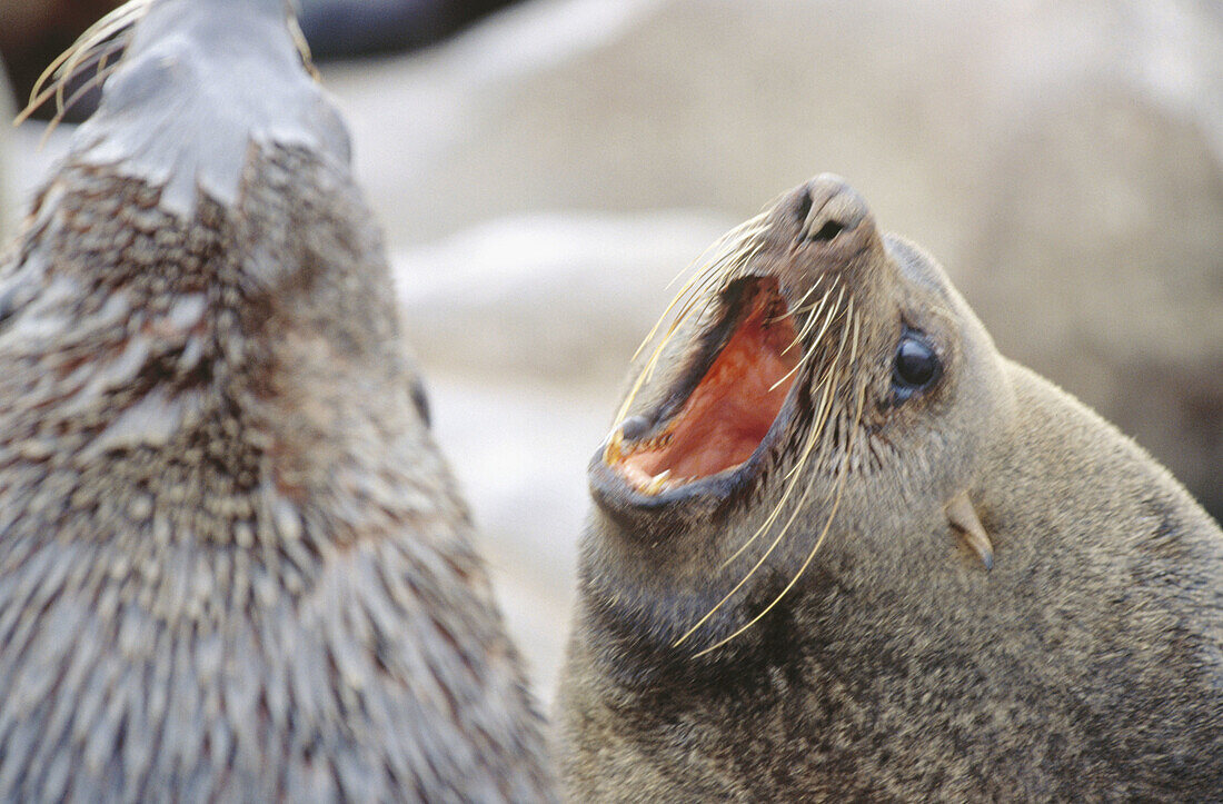 Cape fur seal (Arctocephalus pusillus pusillus) with open mouth. Cape Cross. Namibia