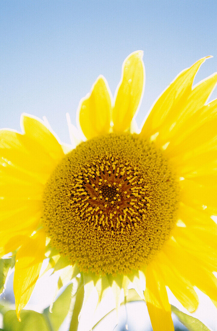 Sunflower (Helianthus annuus). Medle, Västerbotten, Sweden