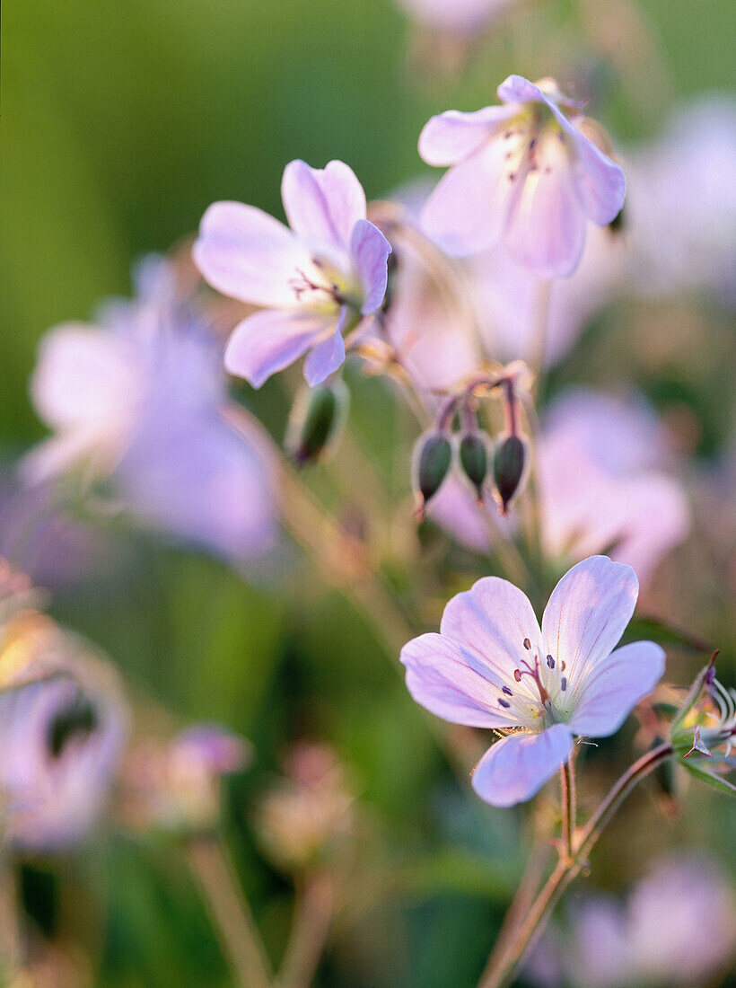 Flowering Woodland Cranesbill (Geranium sylvaticum) in evening light. Skramtrask, Västerbotten, Sweden