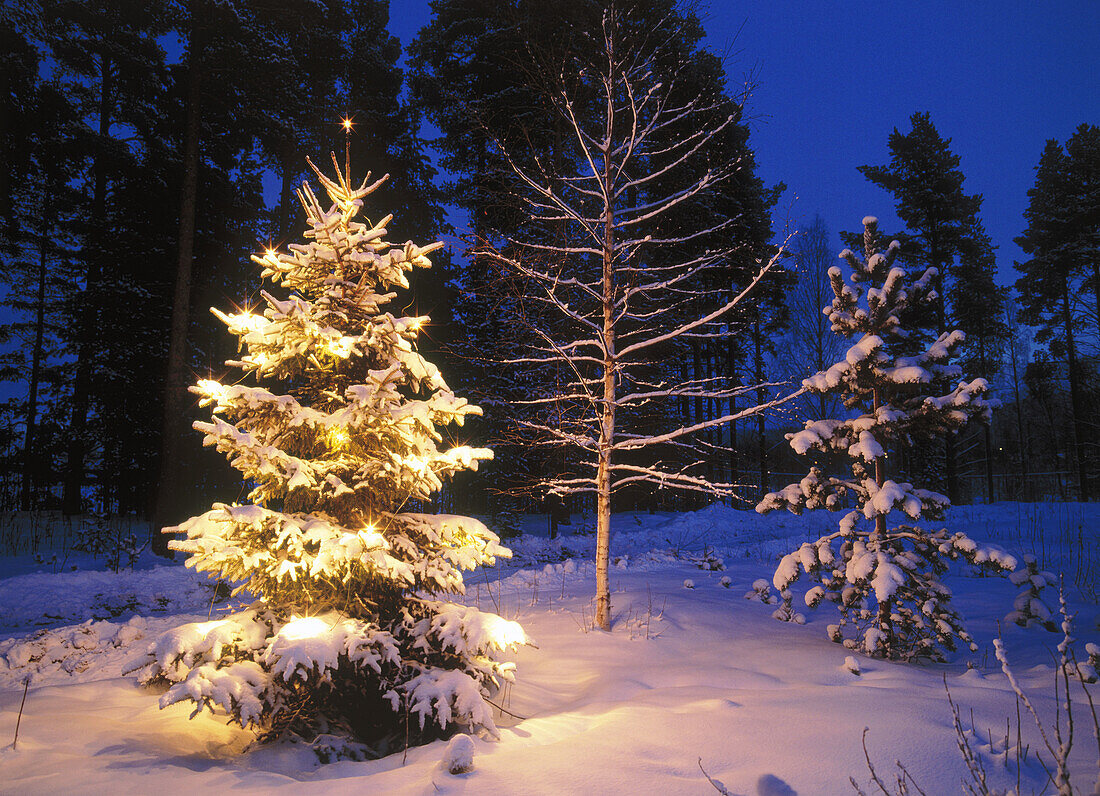 Christmas tree at dusk. Medle, Västerbotten, Sweden