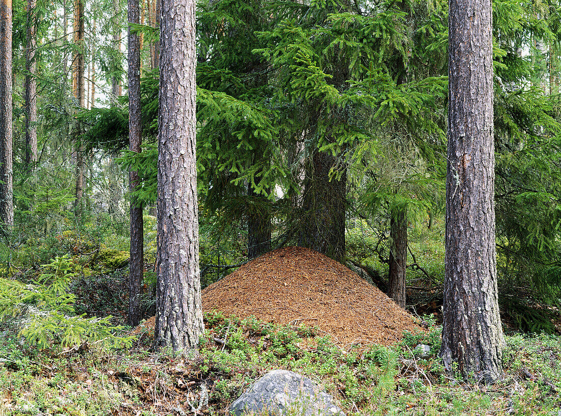 Ants hill in a coniferous forest. Los, Halsingland, Sweden