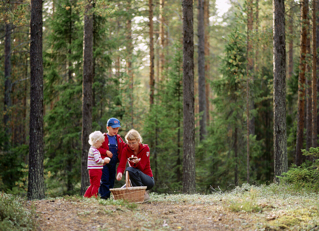 Mother with her two children mushrooming in pine forest. Medle, Västerbotten, Sweden