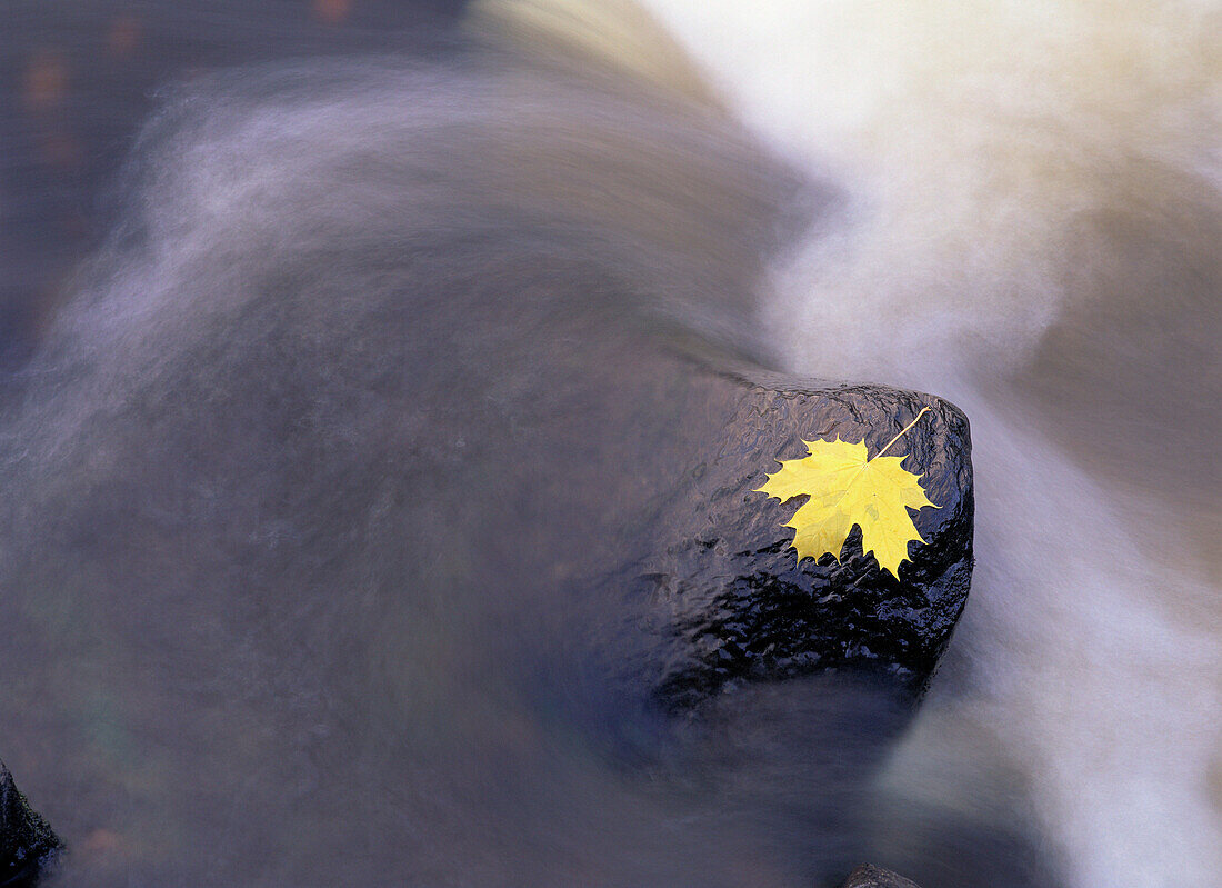 Autumn coloured Maple leaf and streamy water. Karsbacken, Västerbotten, Sweden