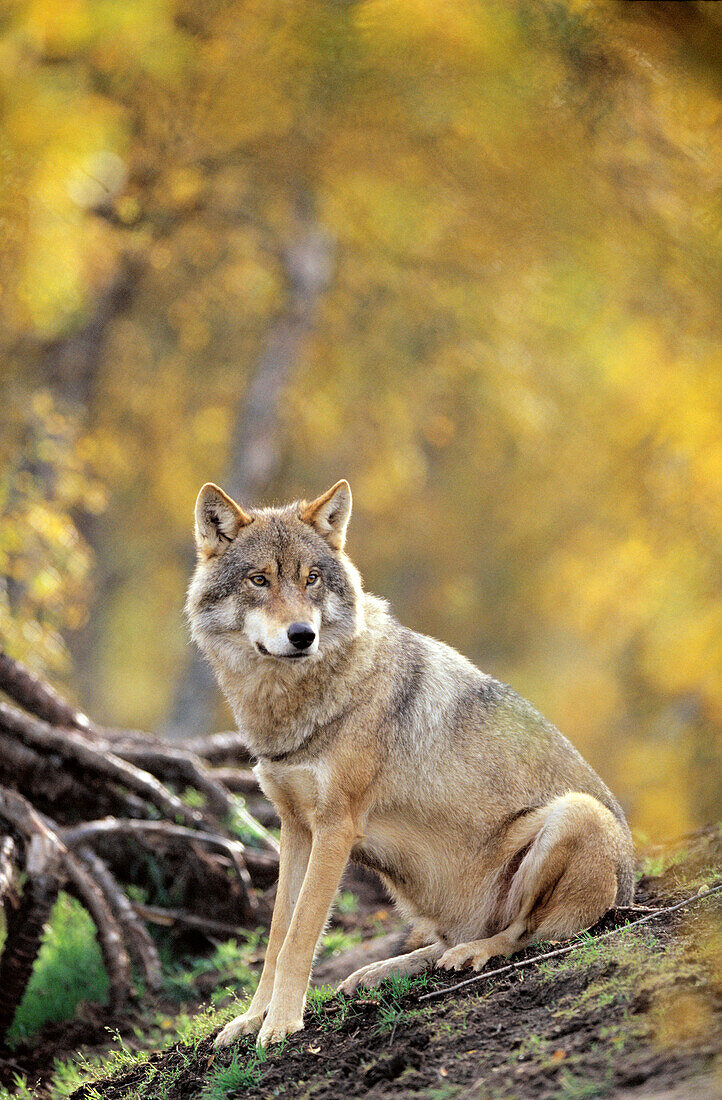 Wolf (Canis lupus) in captivity. Norway