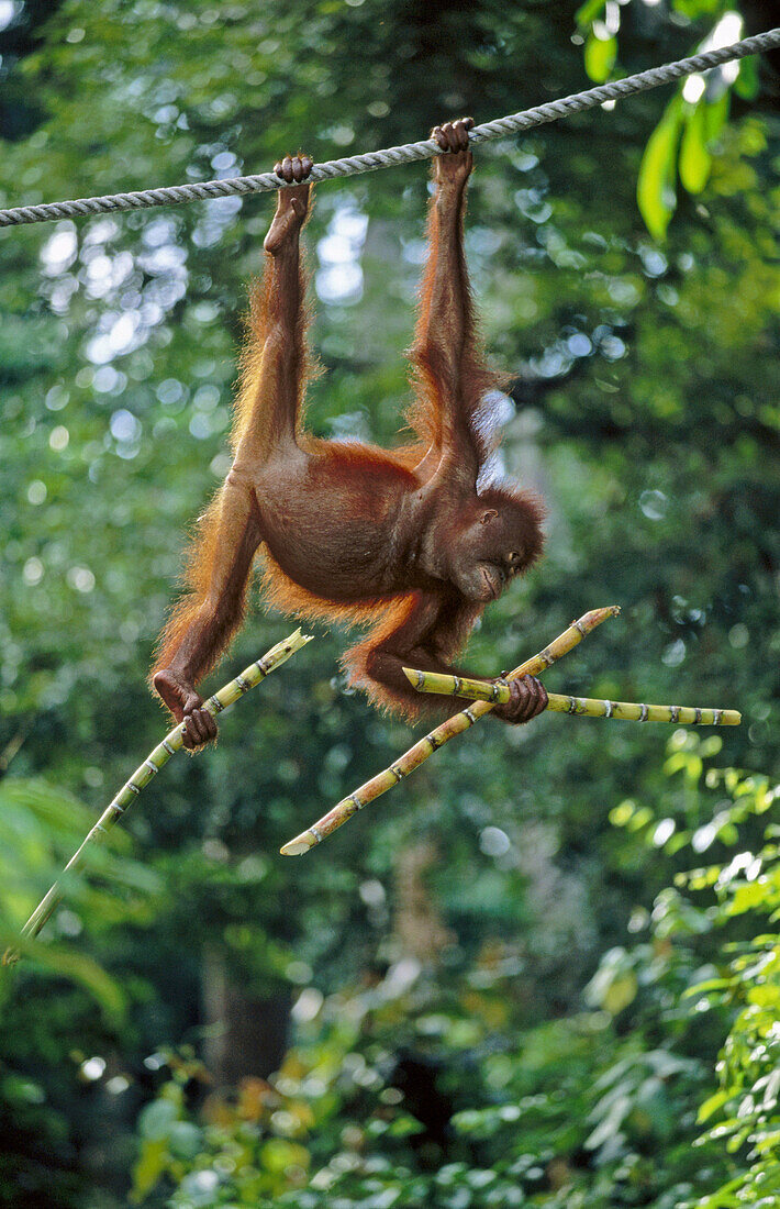 Orang-Utan (Pongo pygmaeus) hanging in a rope. Sabah. Borneo, Malaysia