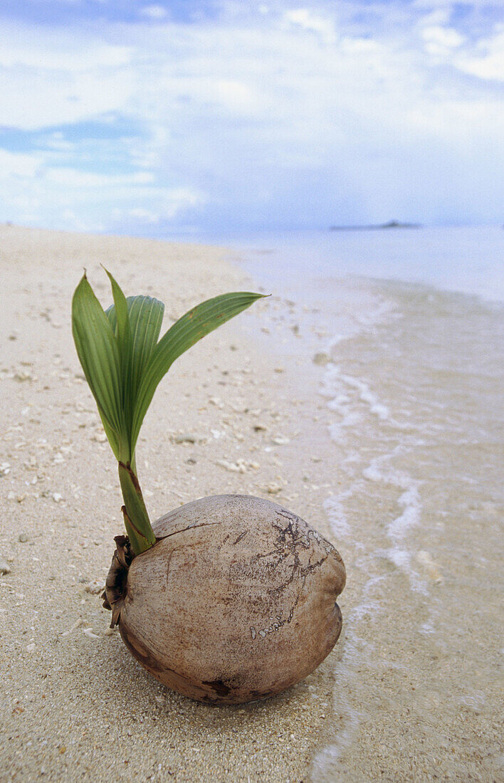 Sprouting Coconut palm (Cocos nucifera) on the sandy shore of Turtle Island. Borneo, Malaysia