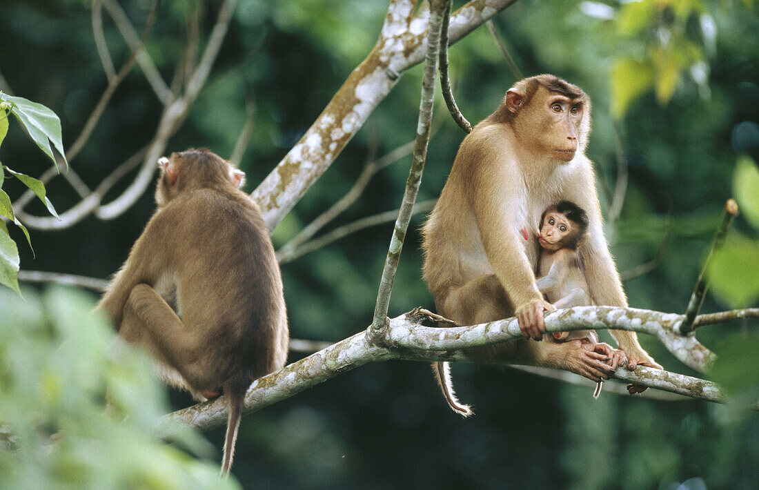 Young Pig-tailed Macaque (Macaca nemestrina) suckling. Sabah. Borneo, Malaysia