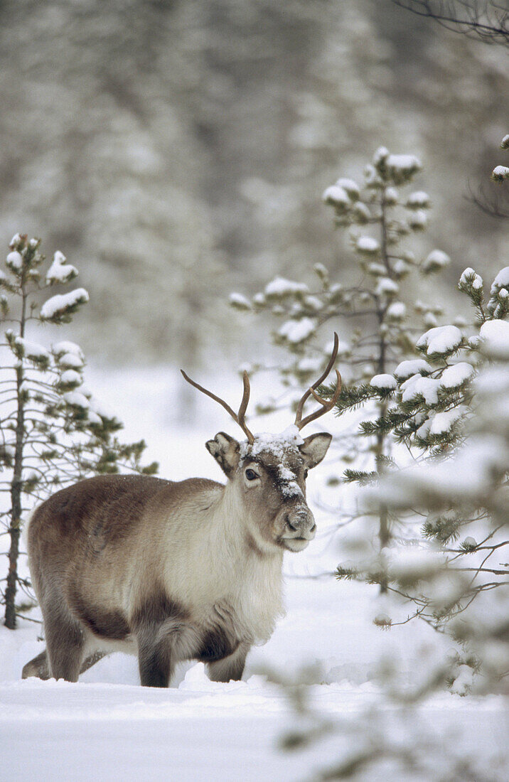 Reindeer (Rangifer tarandus). Stoverfors, Västerbotten, Sweden