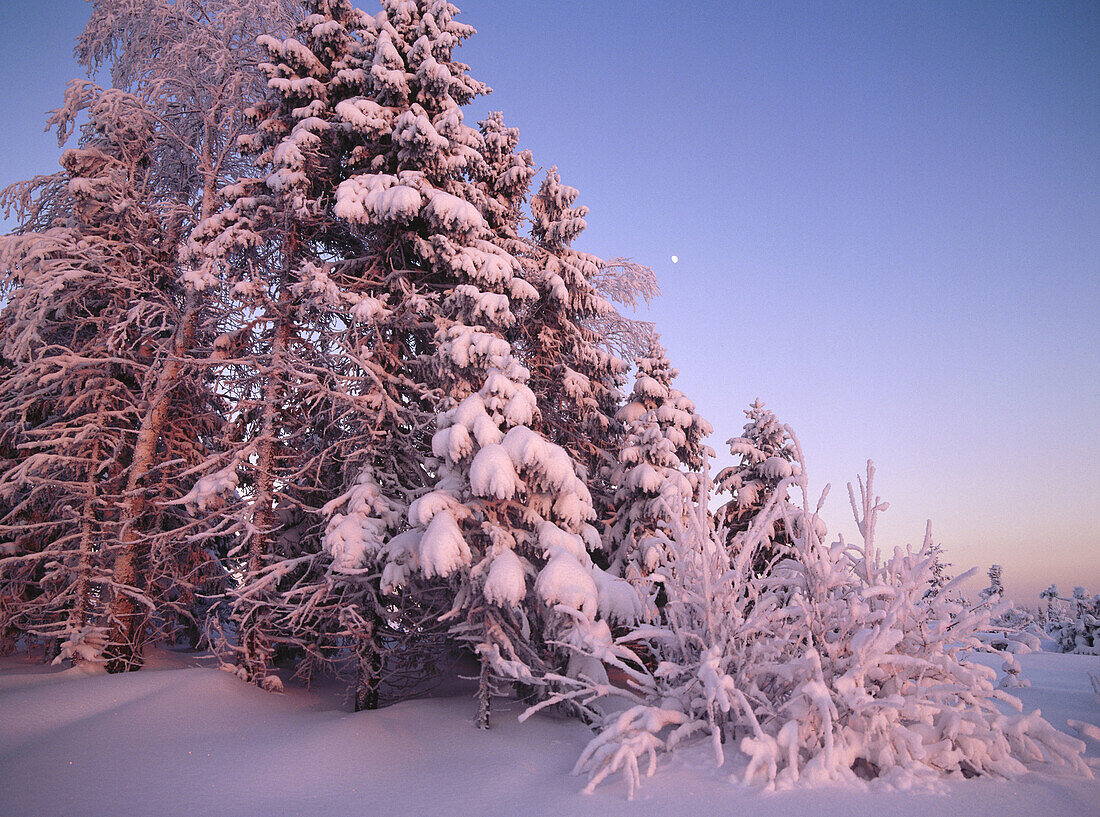 Snowcovered trees and moon. Blabarsliden. Västerbotten, Sweden
