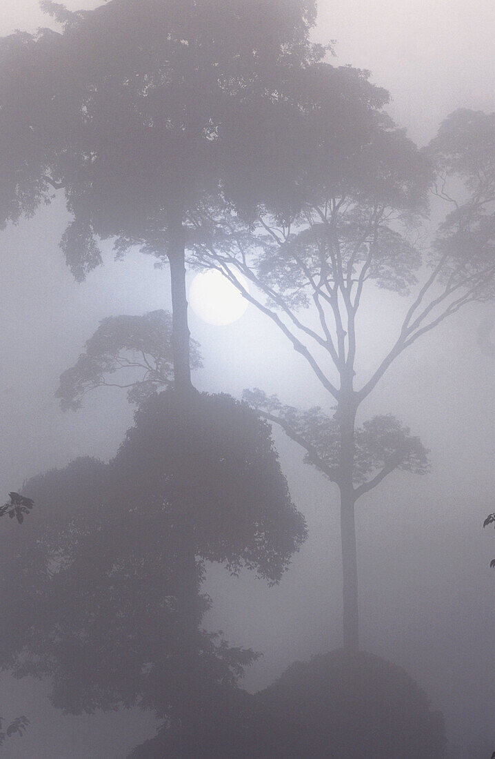 Misty morning in the rainforest. Danum Valley. Borneo. Malaysia