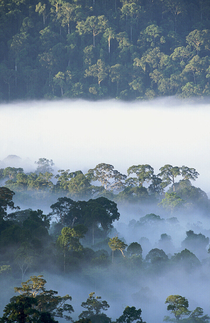 Misty morning in the rainforest. Danum Valley. Borneo. Malaysia