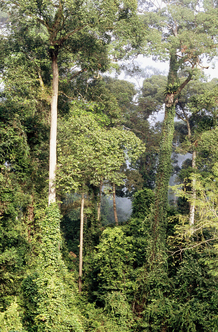 Morning in rainforest. Danum Valley. Borneo. Malaysia
