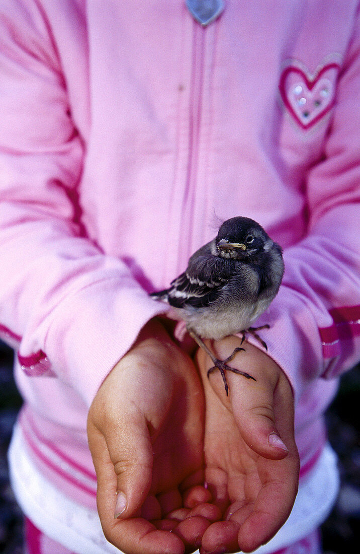 A three years old girl holding a young pied wagtail (Motacilla alba). Close-up Batvik, Vasterbotten. Sweden.