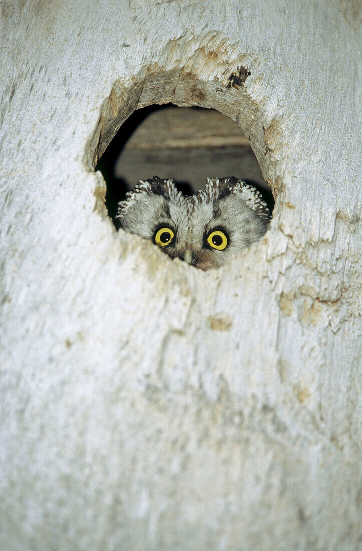 A Tengmalm s owl (Aegolius funereus) looks out from its nesting box. Byske, Vasterbotten. Sweden.