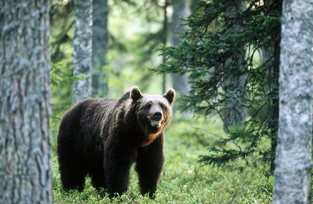 Brown bear (Ursus arctos). In the pineforest. Suomussalmi. Finland.