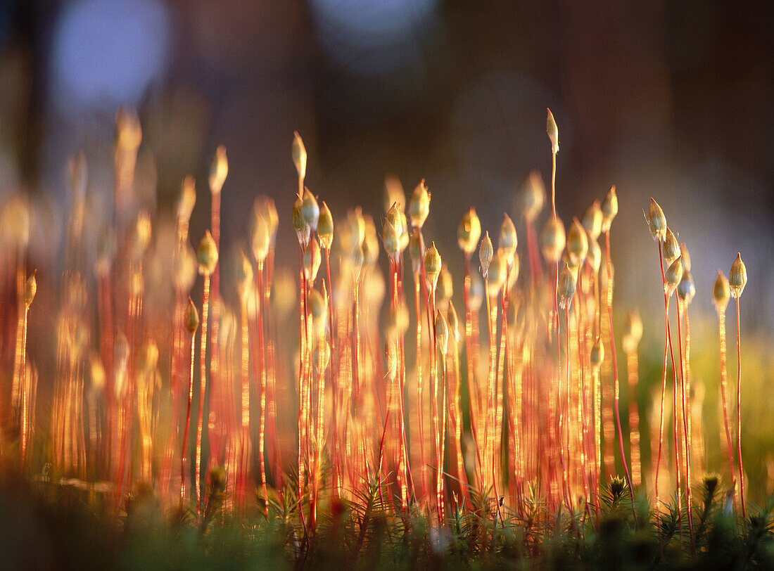 Haircap moss (Polytrichum) with sporophytes capsules, in evening light. Byske. Vasterbotten. Sweden.
