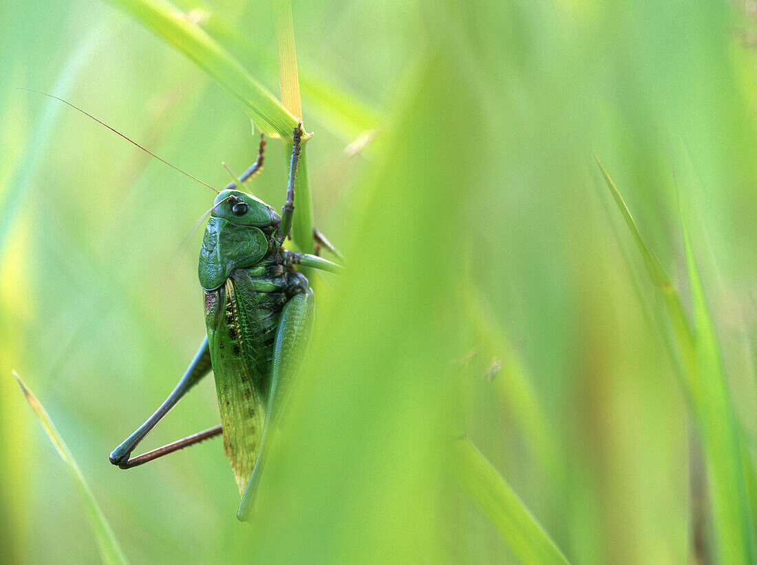 A wartbiter (Dectius verrucivorus) among some grass, in close-up. Myckle, Vasterbotten. Sweden.