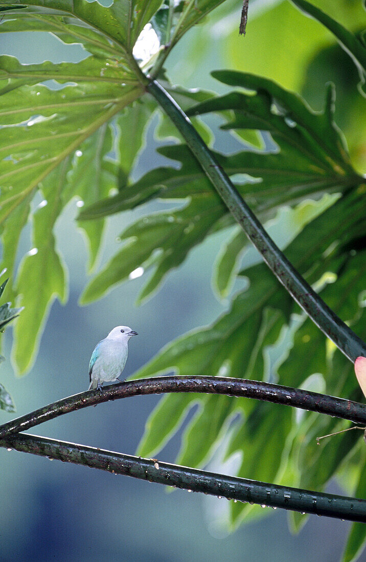 Snowy cotinga (Carpodectes nitidus). La Selva. Costa Rica.