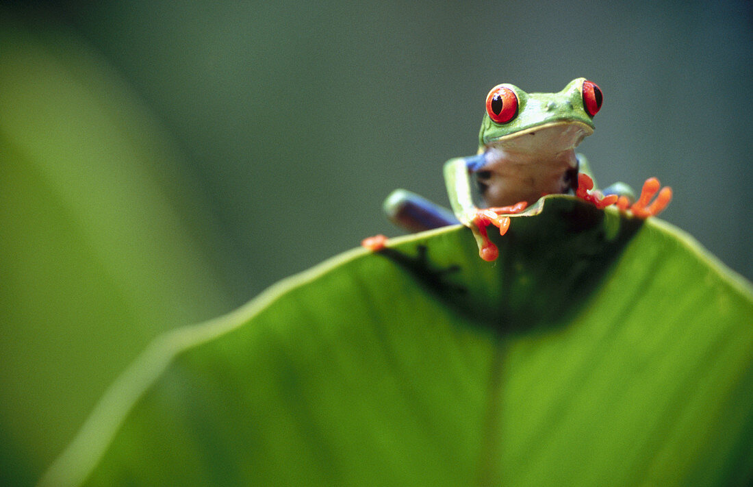 Red-eyed tree frog (Agalychnis callidryas) behind a leaf. Selva Verde. Costa Rica.