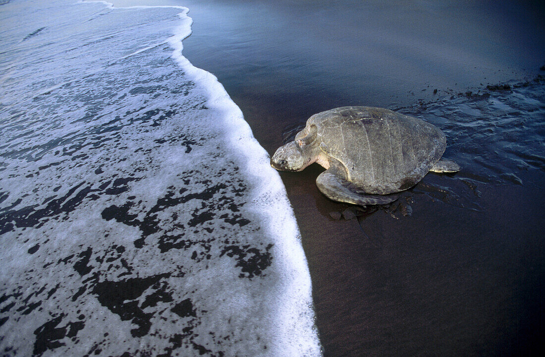 Olive Ridley seaturtle (Lepidochelys olivacea) returns to the sea, waves. Playa Ostional. Costa Rica.