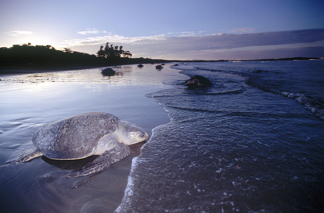 Olive Ridley seaturtle (Lepidochelys olivacea) returns to the sea after laying eggs. Playa Ostional. Costa Rica.