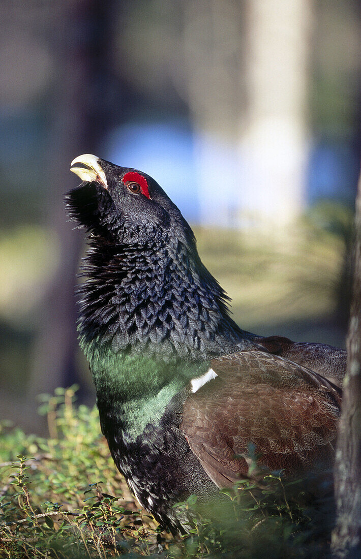 Capercaillie (Tetrao urogallus) in a pine forest. Ostanback, Vasterbotten. Sweden.