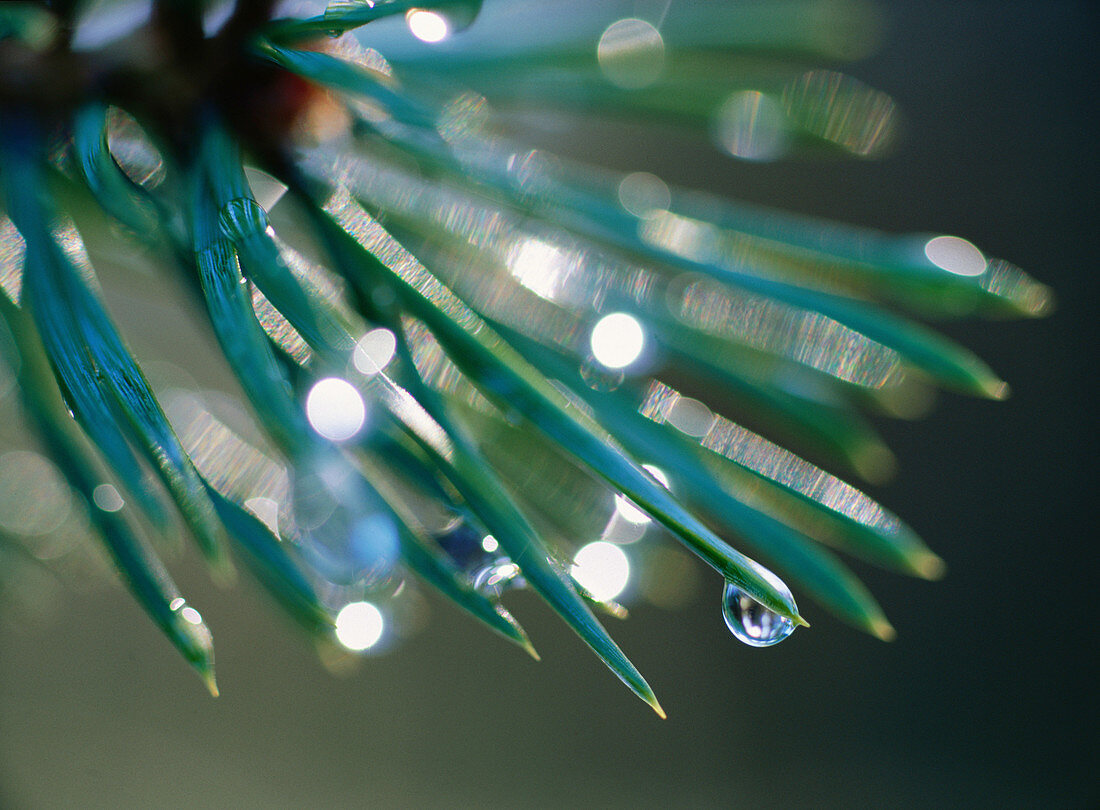 Raindrops on the needles of a pine (Pinus sylvestris)