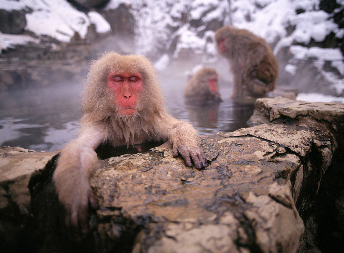 monkey island japan